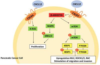 The role of CXCL12 axis in pancreatic cancer: New biomarkers and potential targets